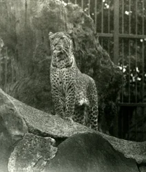 Leopard Rex Standing on Rocks in his Enclosure at London Zoo, 1923